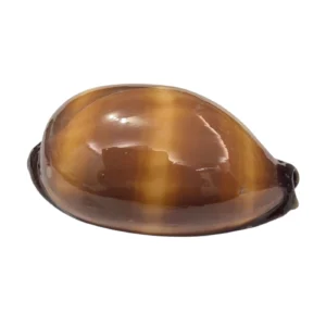 BC272 Talparia talpa - HUGE