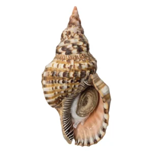 BC287 Charonia variegata w/o - HUGE and HEAVY