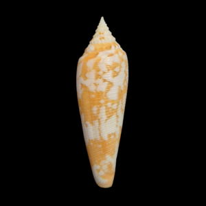 BC001 Conus primus - ABSOLUTE RARITY