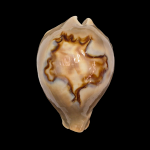 BC164 Barycypraea fultoni f. massieri - CLASSIC BEAUTY