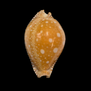 BC113 Perisserosa guttata - LARGE BEAUTY