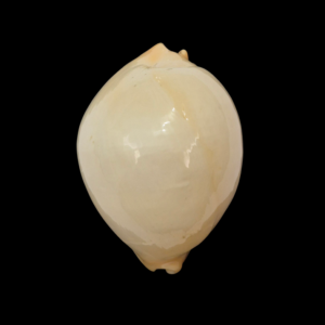 BC046 Zoila mariellae - STUNNING RARITY