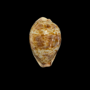 BC085 Palmadusta lentiginosa f. buharensis