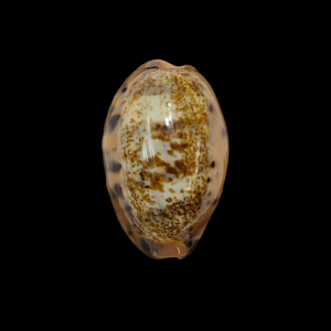 BC208 Erronea caurica f. masirensis - HEAVY