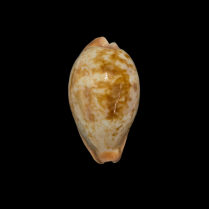 BC114 Erronea subviridis f. ancey - TOP QUALITY