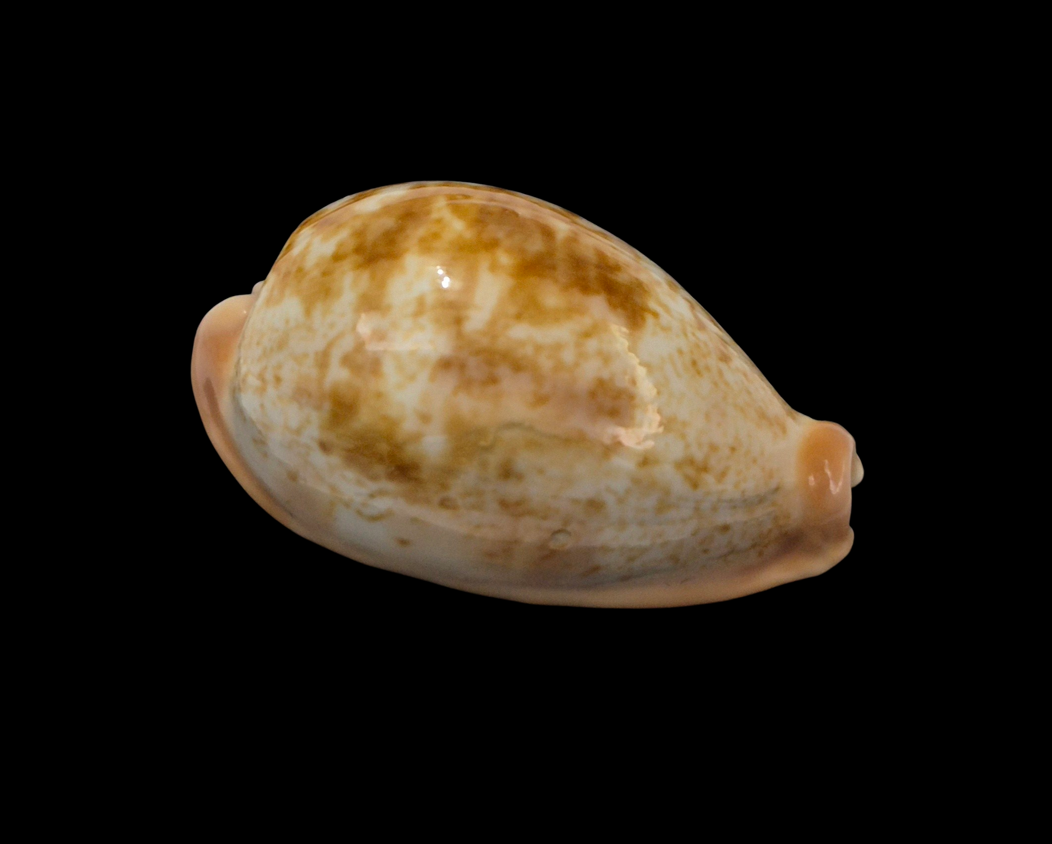 BC114 Erronea subviridis f. ancey - TOP QUALITY - Image 2