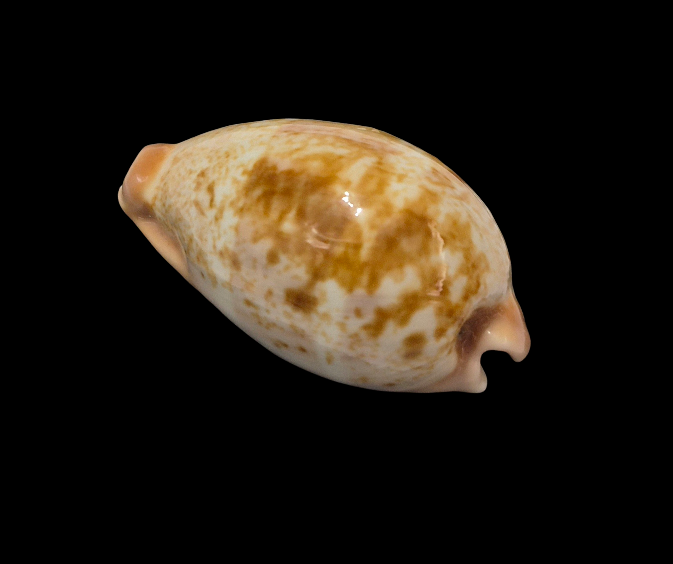 BC114 Erronea subviridis f. ancey - TOP QUALITY - Image 3