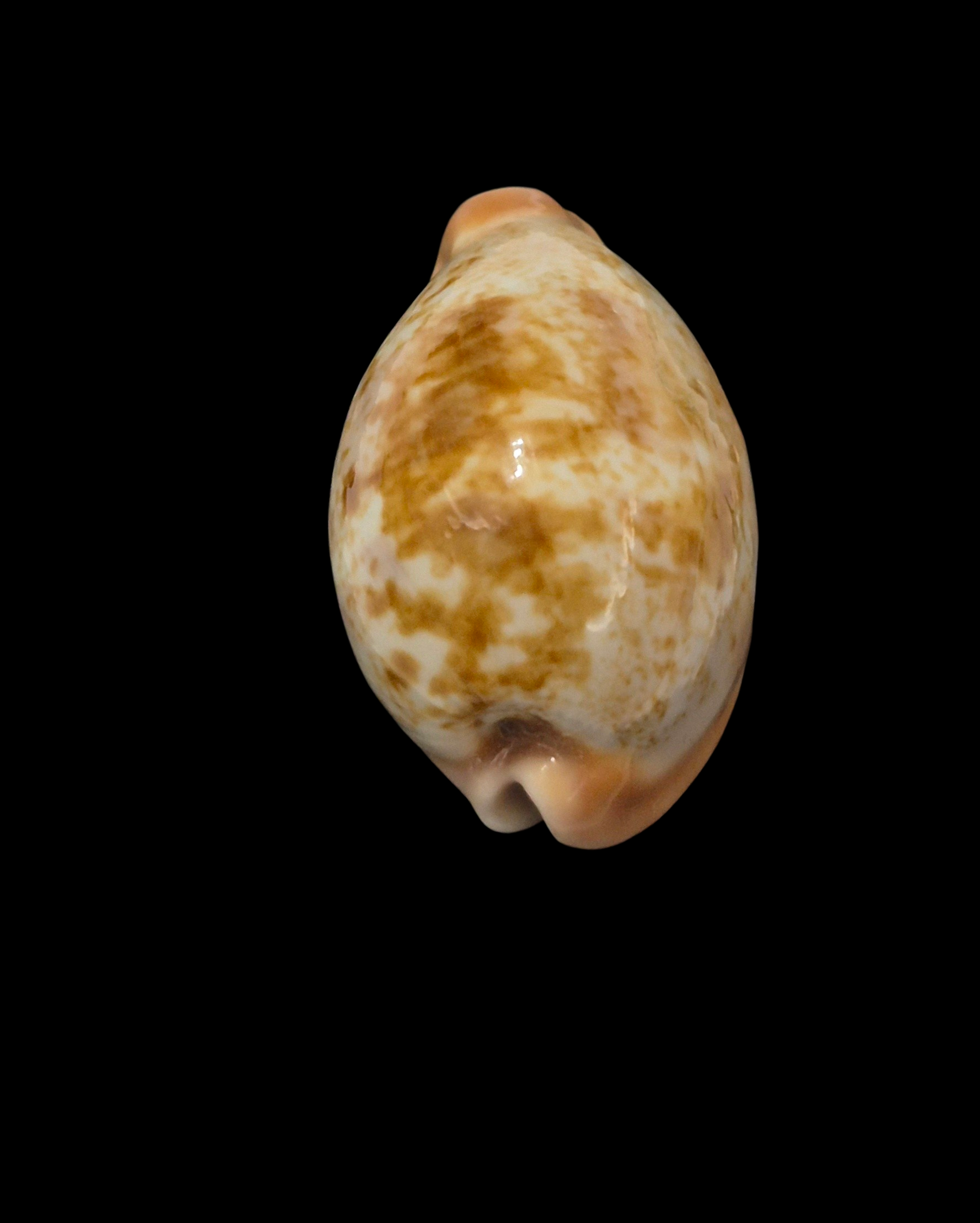 BC114 Erronea subviridis f. ancey - TOP QUALITY - Image 4