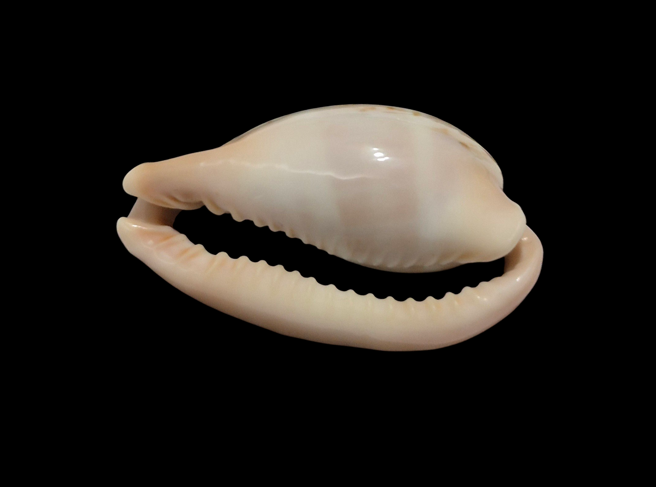 BC114 Erronea subviridis f. ancey - TOP QUALITY - Image 5