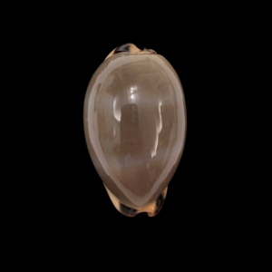 BC225 Luria lurida - SELECTED BEAUTY