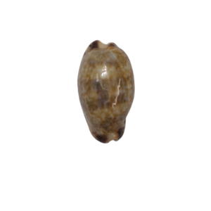 BC131 Pseudozonaria nigropunctata - DWARF