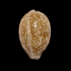 BC355 Callistocypraea nivosa - PATTERNFUL