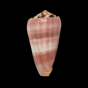 BC180 Conus gauguini w/o - SELECTED