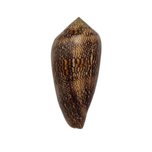 BC100 Conus cholmondeleyi - FRESH BEAUTY