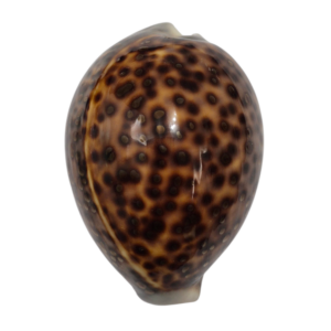 BC079 Cypraea tigris - f. OCELLATA