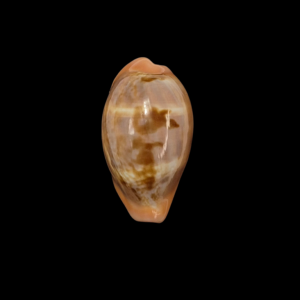 BC190 Zonaria pyrum- PATTERNFUL