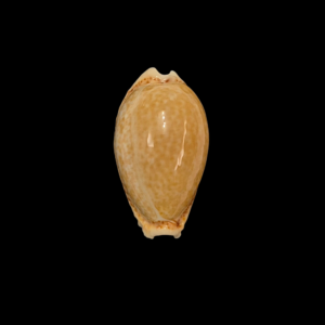 BC232 Naria spurca - GOOD SIZE