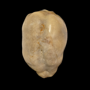 BC093 Cypraea tigris - MONSTER SHAPE