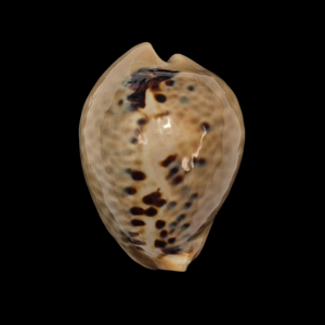 BC399 Muracypraea mus