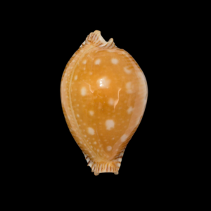 BC073 Perisserosa guttata - LARGE BEAUTY