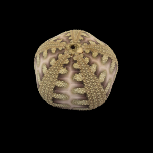 BC044 Microcyphus rousseaui - RED SEA VARIATION