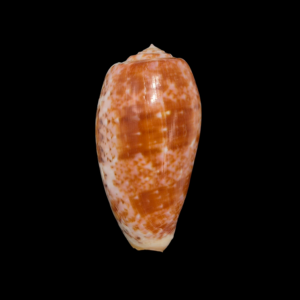 BC133 Conus bullatus - PATTERNFUL