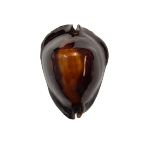 BC151 Zoila rosselli edingeri f. satiata - TOP