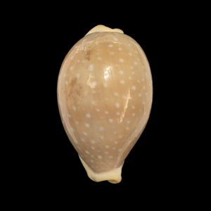 BC212 Lyncina camelopardalis - BIG SIZE