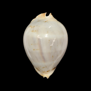 BC128 Zoila vercoi f. lentiginosa - BLUISH BANDED PATTERN