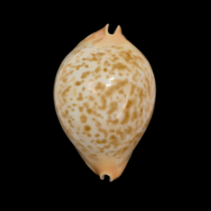 BC086 Zoila kostini f. leemanica - TOP BEAUTY