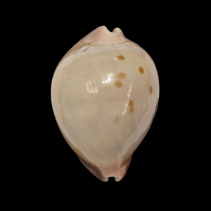 BC144 Zoila venusta f. primoidea