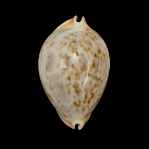 BC167 Zoila kostini - GREAT PATTERN