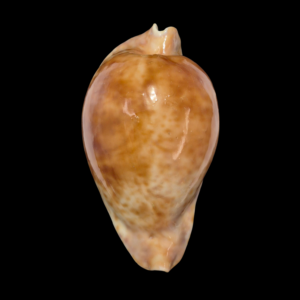 BC149 Umbilia hesitata - VERY DARK