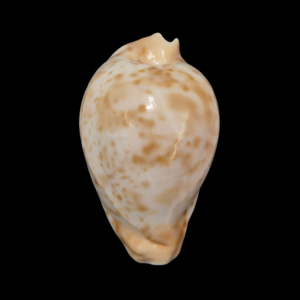 BC183 Umbilia hesitata beddomei