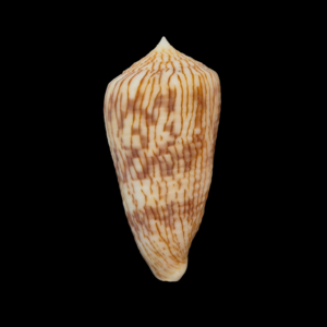 BC235 Conus kuroharai w/o - SELECTED