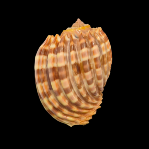 BC264 Harpa costata lutea f. anosyensis - BIG SIZE