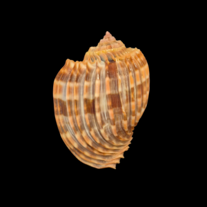 BC130 Harpa costata lutea f. anosyensis