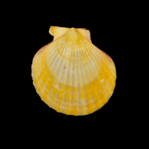 BC298 Aequipecten opercularis ORANGE