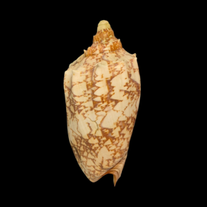 BC009 Cymbiola rossiniana - SELDOM OFFERED