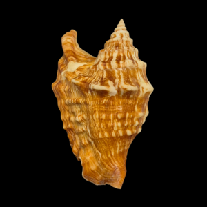 BC132 Tricornis oldi w/o - SELECTED