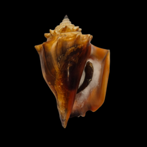 BC389 Strombus alatus w/o