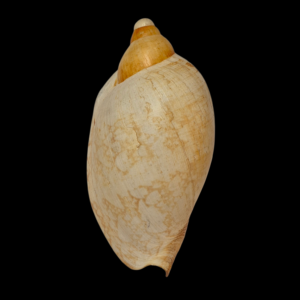 BC401 Livonia mammilla f. leucostoma