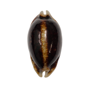 BC213 Mauritia eglantina - NIGER FORM