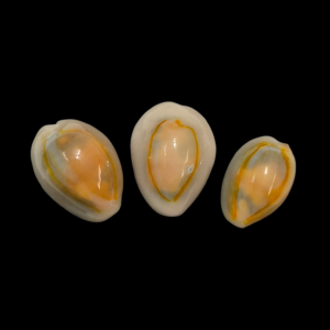 BC400 Monetaria annulus f. aureomacula - SET 3 SHELLS