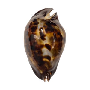 BC006 Zoila friendii f. insulatata - ROSTRATED