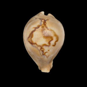 BC164 Barycypraea fultoni massieri