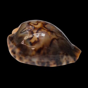BC053 Barycypraea fultoni - TOP QUALITY