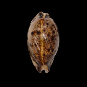 BC089 Lyncina lynx - NIGER and ROSTRATED