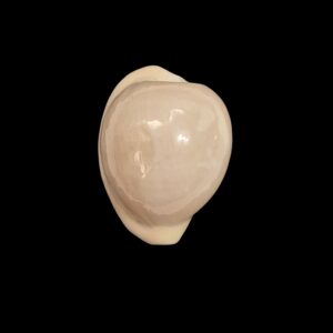 BC067 Cypraeovula atlantica