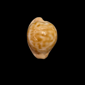 BC017 Cypraeovula castanea f. latebrosa